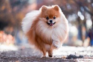 como_saber_si_mi_pomerania_es_de_raza_pura_50736_orig